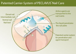 peclavus® PODOcare sztyft do pielęgnacji paznokci, Carrier-System, 4 ml