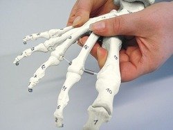 Model szkieletowy ludzkiej stopy  